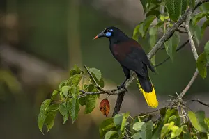 110119: Black Oropendola (Psarocolius guatimozinus) Rio
