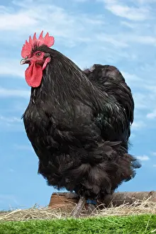 Orpington: Black Orpington Chicken Cockerel