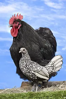 Orpington: Black Orpington Rooster - and young Silver Sebright hen