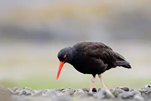 Catcher: Black Oystercatcher