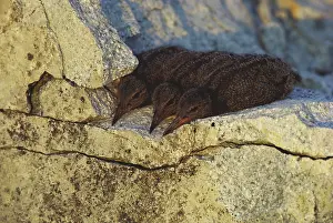 Bachmani: Black Oystercatcher