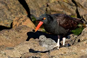 Blackish: Black Oystercatcher (Haematopus ater) with is chick