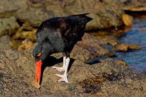 Blackish: Black Oystercatcher (Haematopus ater) dissecting