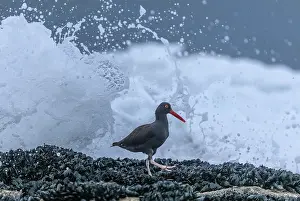 Waves: Black oystercatcher, Haematopus bachmani, feedin