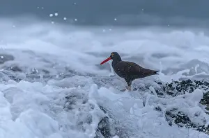 Waves: Black oystercatcher, Haematopus bachmani, feedin