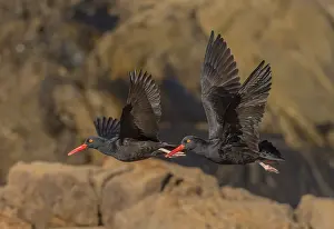 Haematopus: Black oystercatcher, Haematopus bachmani, in fli