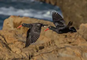 Haematopus: Black oystercatcher, Haematopus bachmani, in fli