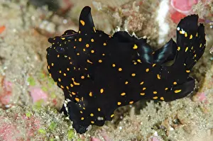 Frogfishes: Black Painted Frogfish
