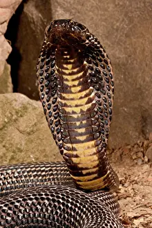 Pakistan: Black Pakistan Cobra, Naja naja karachiensis
