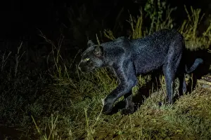 Mutation: BLACK PANTHER OR BLACK LEOPARD