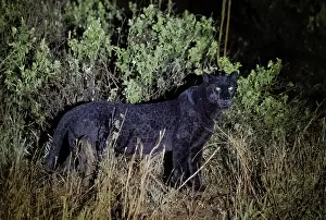 Mutation: BLACK PANTHER OR BLACK LEOPARD