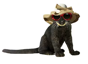 160419: Black Panther, cub wearing sun-glasses and hat