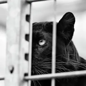 Bars: Black panther (Panthera pardus), head behind bars