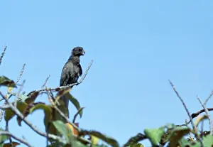 D. W. Greenslade: Black Parrot / Lesser Vasa Parrot - rare