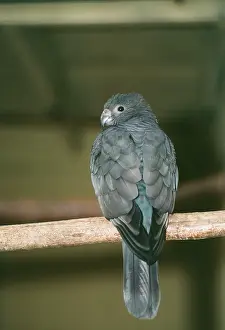 Aviary: Black PARROT - on perch