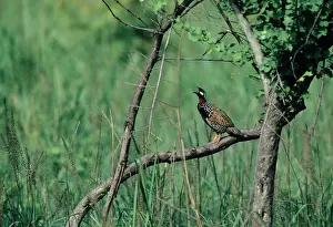 Francolinus: Black Partridge calling