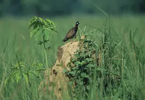 Francolinus: Black Partridge calling - from termite mound