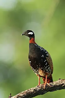 Francolinus: Black Partridge / Francolin