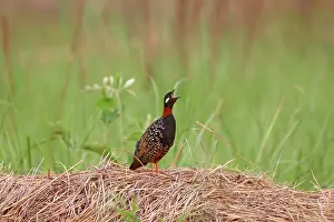 Francolinus: Black Partridge / Francolin - calling