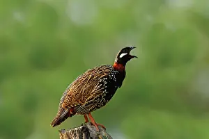 Francolinus: Black Partridge / Francolin calling