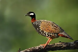 Francolinus: Black Partridge / Francolin - on the perch