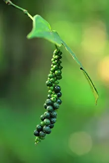 Nigrum: Black Pepper