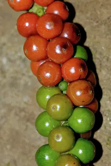 Pepper: Black Pepper Berries