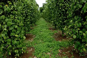 Pepper: Black Pepper Vines