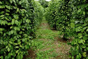 Pepper: Black Pepper Vines