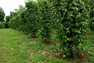 Pepper: Black Pepper Vines