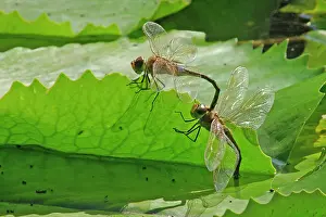 Percher: Black Percher Dragonfly
