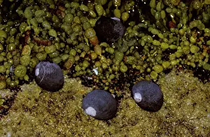 Periwinkle: Black periwinkle (Nerita atramentosa) in rock pool