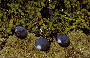 Periwinkle: Black Periwinkle - In rock pool