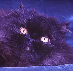 Persians: Black PERSIAN CAT