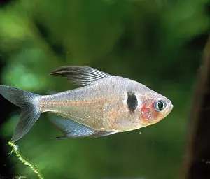 Tetra: Black Phantom Tetra