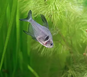 Tetra: Black phantom tetra - side view, tropical freshwater