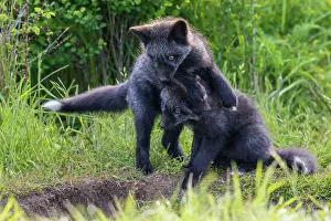 Curious: Black phase red fox kits playing near den entrance