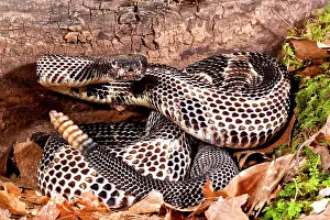 Horridus: Black Phase Timber Rattlesnake, Crotalus