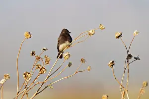 Phoebe: Black Phoebe
