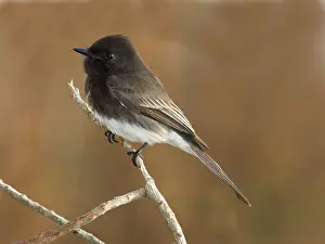 Phoebe: Black Phoebe