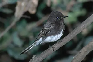 Phoebe: Black Phoebe