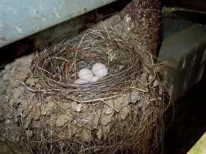 Phoebe: Black Phoebe nest with eggs