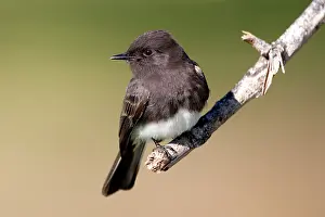 Phoebe: Black Phoebe - perched on branch