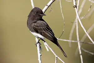 Phoebe: Black Phoebe - perched on branch