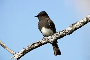 Phoebe: Black Phoebe - perched on branch