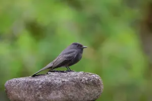Phoebe: Black Phoebe Sayornis nigricans Alajuela, Costa Rica BI03304