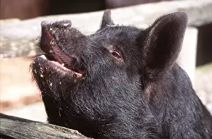 Hungry: BLACK PIG - domestic, close-up of head