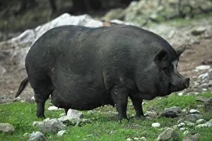 Pieces: Black pig in the grass - France