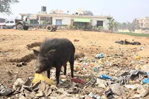 Quest: Black pig rummaging waste Bodhgaya Bihar India