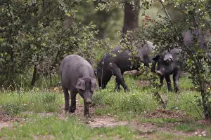 Bushy: Black pigs Extremadura Spain